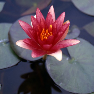 Nymphaea Gypsy - Small water lily Nymphaea Gypsy - Small water lily