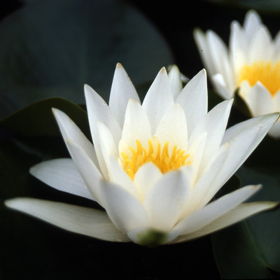 Nymphaea Hermine - Small Water lily Nymphaea Hermine - Small Water lily