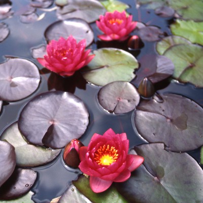 Nymphaea James Brydon - Medium water lily Nymphaea James Brydon - Medium water lily