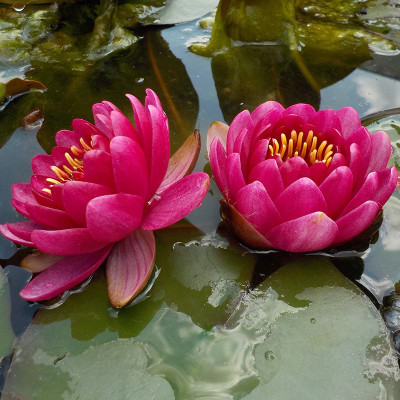 Nymphaea Little Champion - Small water lily Nymphaea Little Champion - Small water lily