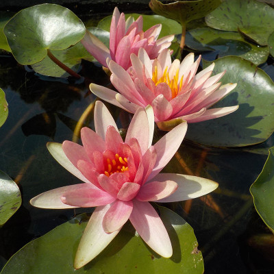 Nymphaea Little Sue - Small water lily Nymphaea Little Sue - Small water lily