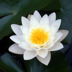 Nymphaea Marliacea Albida - Ninfea grande
