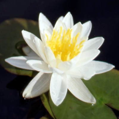 Nymphaea Odorata Minor - Small water lily Nymphaea Odorata Minor - Small water lily