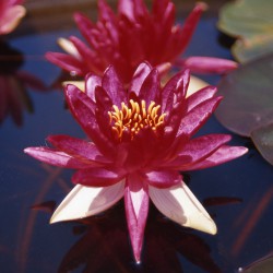Nymphaea Perry's Red Beauty - Medium water lily
