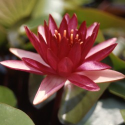Nymphaea Perry's Red Star - Medium water lily 