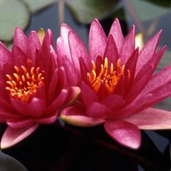 Nymphaea Perry's Red Wonder - Medium water lily