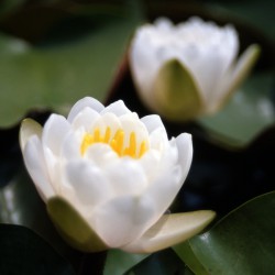 Nymphaea Perry's White Cup - Medium water lily