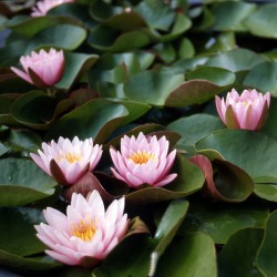 Nymphaea Pink Beauty - Medium water lily