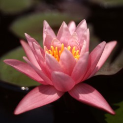 Nymphaea Pink Sensation - Medium water lily