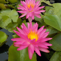 Nymphaea Pink Silk - Hardy ISG waterlily