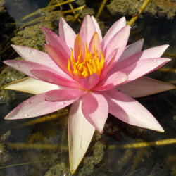 Nymphaea Pink Sparkle - Ninfea media 