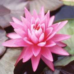 Nymphaea Pink Sunrise - Medium water lily