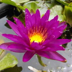 Nymphaea Purple Fantasy - Hardy ISG waterlily