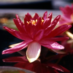 Nymphaea Red Paradise - Medium water lily