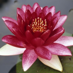 Nymphaea Red Queen - Large water lily