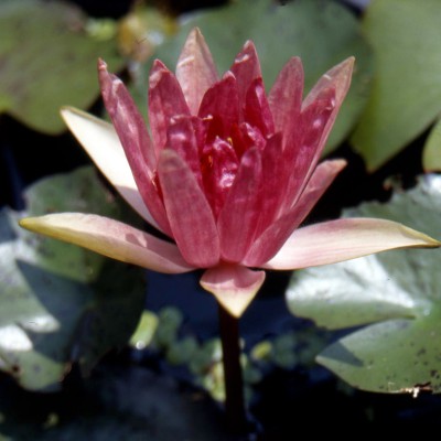 Nymphaea Red Spider - Small water lily Nymphaea Red Spider - Small water lily