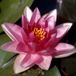 Nymphaea Rembrandt - Medium water lily