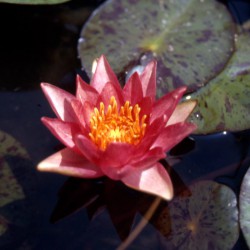 Nymphaea Robinsoniana - Small water lily
