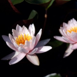 Nymphaea Rosenymphe - Medium water lily