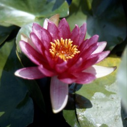 Nymphaea Sanguinea - Medium water lily