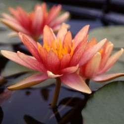 Nymphaea Seignouretti - Medium water lily