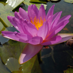 Nymphaea Siam Purple 2 - Hardy ISG waterlily