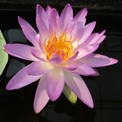 Nymphaea Siam Purple - Hardy ISG waterlily