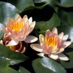 Nymphaea Solfatare - dwarf water lily