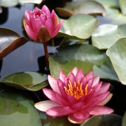 Nymphaea Perry's Strawberry Pink - Medium water lily