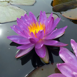 Nymphaea Violiscious - Hardy ISG waterlily