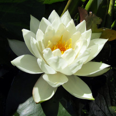 Nymphaea Virgo - Ninfea grande