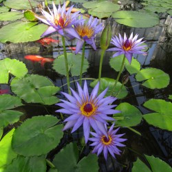 Nymphaea capensis Zanzibarensis - Tropical waterlily