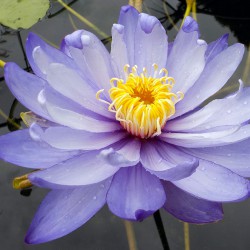 Nymphaea gigantea - Tropical giant australian waterlily