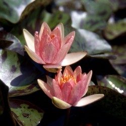 Nymphaea Phoebus - Small water lily