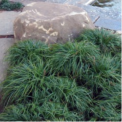 Ophiopogon japonicus 