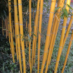 Phyllostachys aureosulcata Aureocaulis - Bambù medio giallo