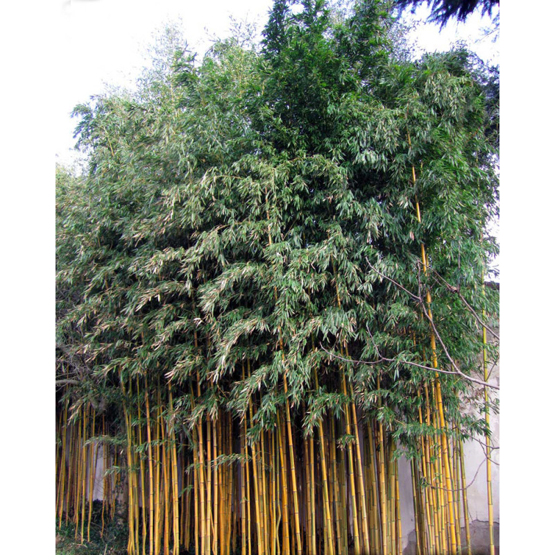 Phyllostachys aureosulcata Spectabilis - Medium bamboo - Acquista online su  Vivaibamb Store