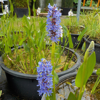 Pontederia cordata - Pontederia blu Pontederia cordata - Pontederia blu