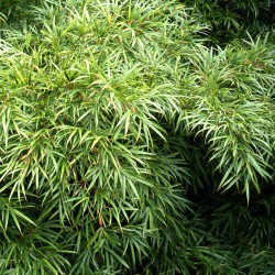 Qiongzhuea tumidinoda - Qiongzhu bamboo