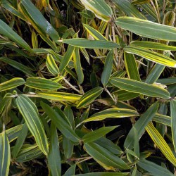 Sasaella masamuneana Albostriata - Dwarf bamboo