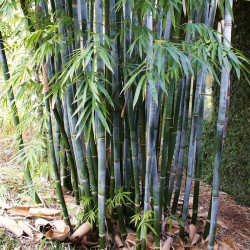 Bambusa chungii - Blue bamboo