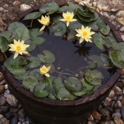 Nymphaea Pygmaea Helvola - Dwarf water lily