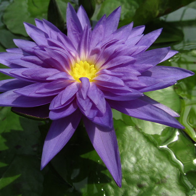Nymphaea King of Siam - Ninfea tropicale diurna Nymphaea King of Siam - Ninfea tropicale diurna