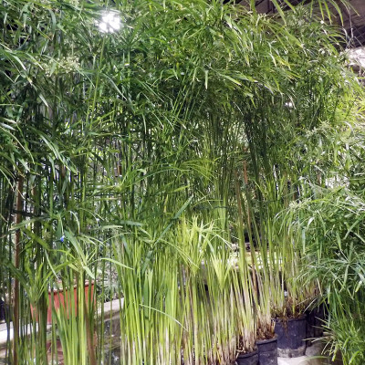 Cyperus alternifolius Gracilis - Umbrella plant, large specimen Cyperus alternifolius Gracilis - Umbrella plant, large specimen