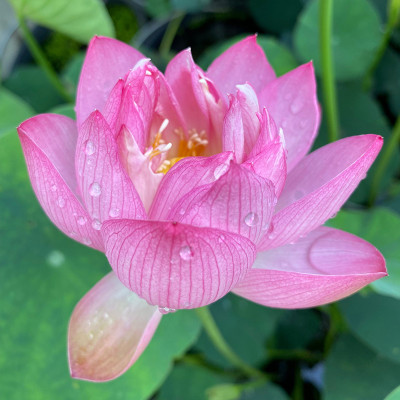 Nelumbo Canary - Miniature lotus Nelumbo Canary - Miniature lotus