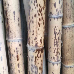 Spotted bamboo cane - ø 5-6 cm - L. 200 cm