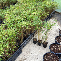 Fargesia dracocephala rufa - Bambù piccoli, in vasetto 9X9 cm